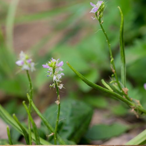 Guar Gum Powder used in Dairy Products
