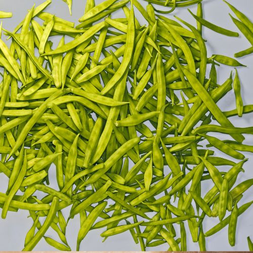 Guar Gum Powder used in Dairy Products